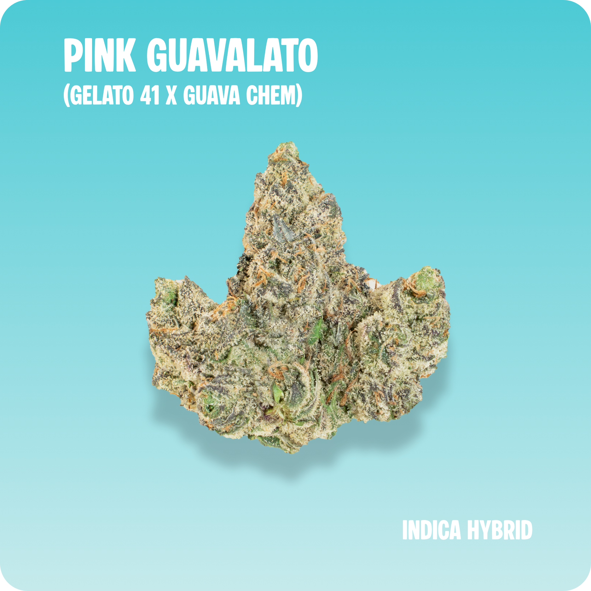 Pink Guavalato