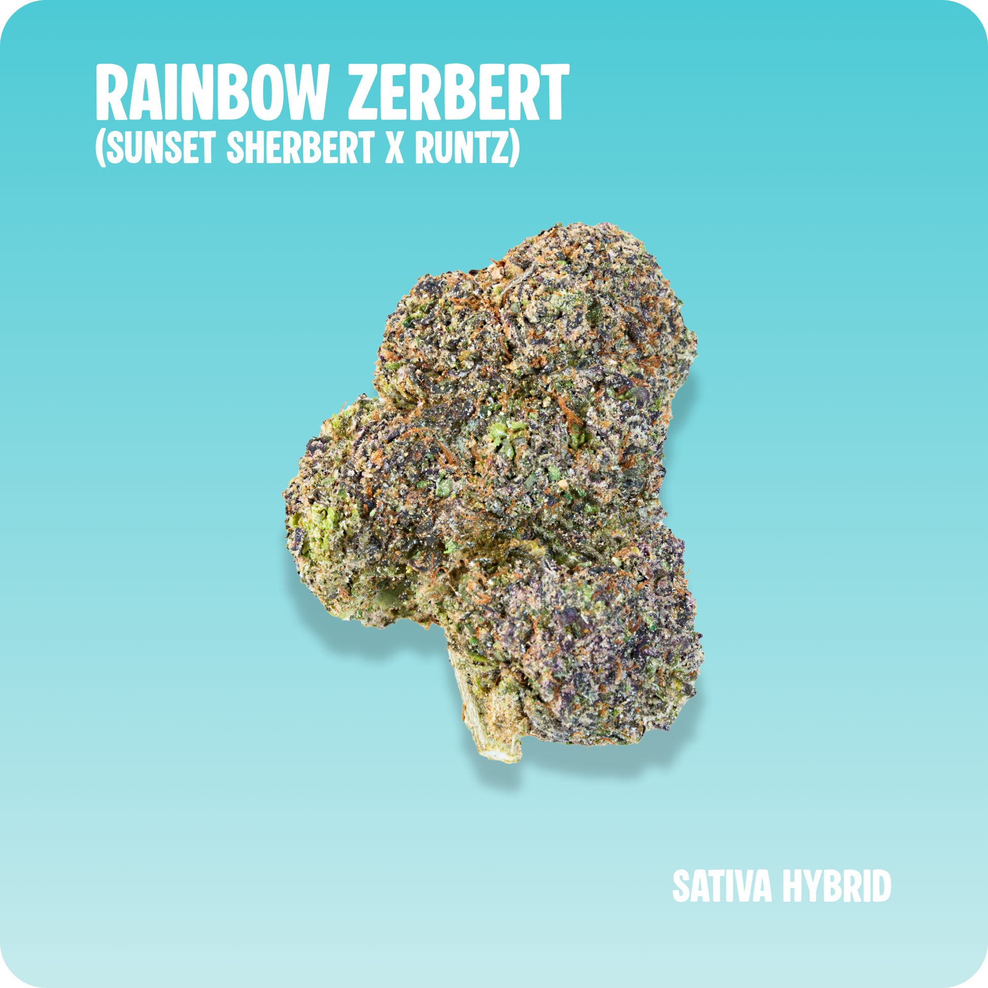 Rainbow Zerbert